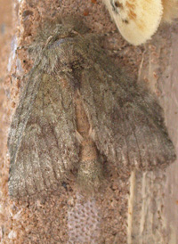 Saddled Prominent